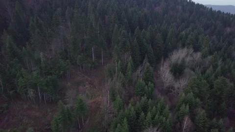 Short Drone Descent Over Forested Mountain Toward Tree Canopy Stock Footage 327206414