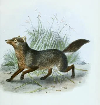Short eared fox Atelocynus microtis short eared dog Historical digitally Stock Illustration