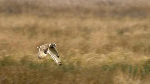 Short eared owl 1 Asio flammeus hunting over fenland Stock-Footage 120219366