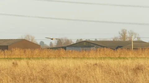 Short eared owl 2 Asio flammeus adult hunting Stock-Footage 148516330