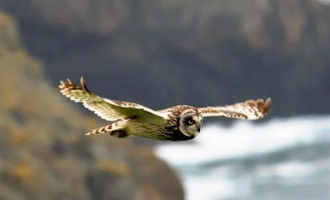 A Short Eared Owl (2) Stock Photos