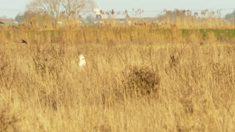 Short eared owl 50 Asio flammeus hunting Video stock 148516363