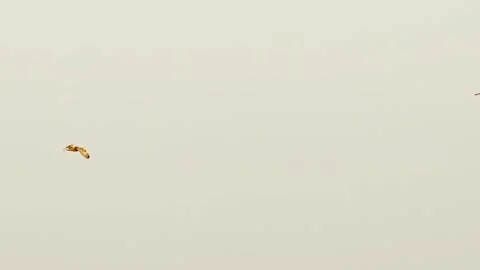 Short-eared Owl and Eastern Marsh Harrier in flight Stock Footage 329967993