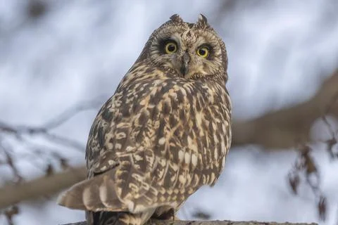 Short-eared Owl (Asio flameus) perched on a branch. Bas Rhin, Alsace, France, Stock Photos