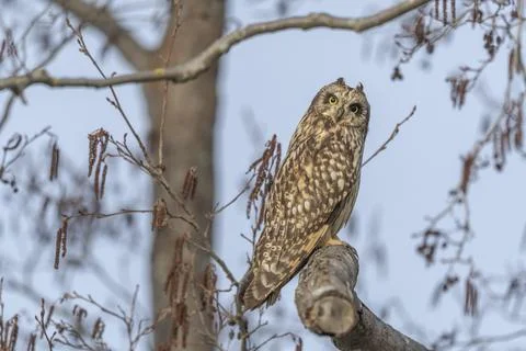 Short-eared Owl (Asio flameus) perched on a branch. Bas Rhin, Alsace, France, Stock Photos