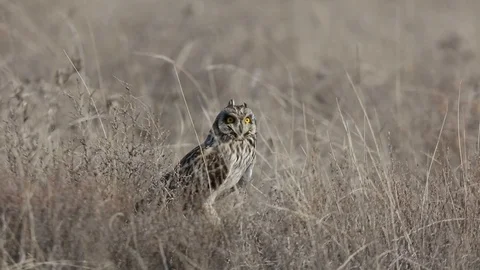 Short-eared Owl (Asio flammeus) in the grass Stock Footage