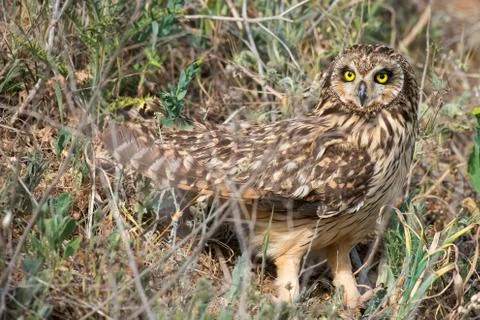 Short-eared owl (Asio flammeus) in natural habitat Stock Photos