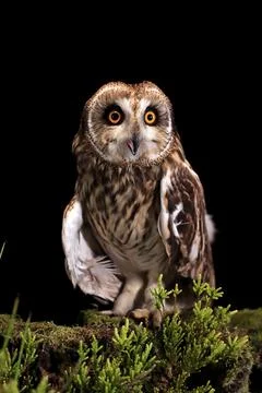 Short-eared owl (Asio flammeus), adult, at night, perch, calling, Great Britain Stock Photos
