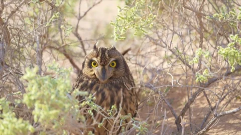 Short-eared Owl with bright yellow eyes hidden in desert scrub in Kuwait Vídeo Stock 342488083