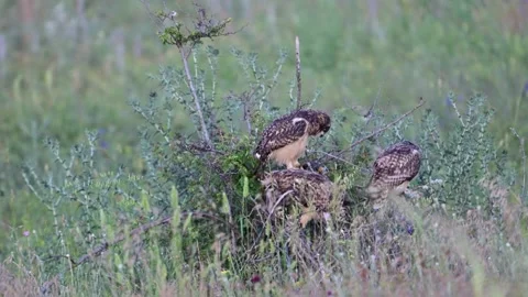 Short-eared Owl Chick (Asio flammeus) Eating a Mouse Stock Footage 337663502