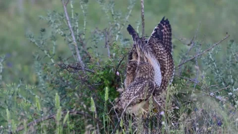Short-eared Owl Chicks (Asio flammeus) on a Low Shrub  스톡 동영상 337663514