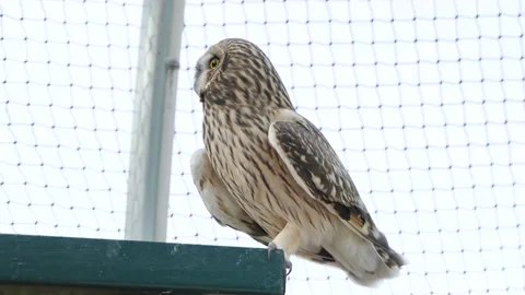 Short-eared owl close-up Stock Footage 195498469