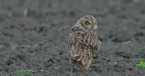 Short-eared owl field 003 Stock Footage 137522280