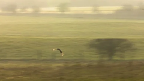 Short Eared Owl in flight Stock Footage 73235389
