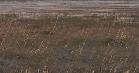 Short Eared Owl in flight Video stock 101631956