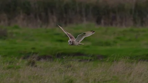 Short eared owl in flight Stock Footage 250164569