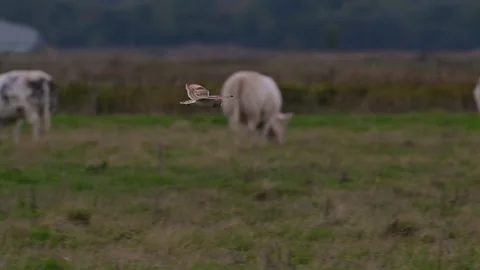 Short eared owl in flight Stock Footage 250164812