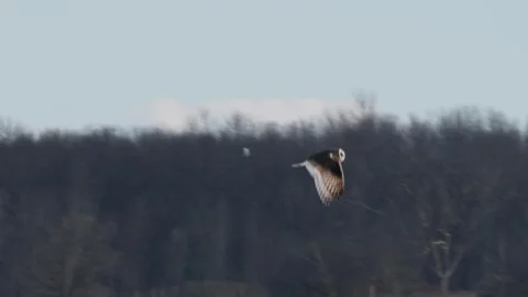 Short-eared Owl In Flight Видео 266640888