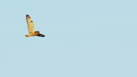 Short-eared Owl in flight (slow motion) Stock Footage 329968062