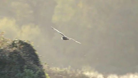 A short eared owl flying and hunting in beautiful evening light, UK Stock Footage 255708341