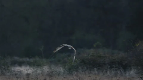 A short eared owl flying and hunting in beautiful evening light, UK Stock Footage 255709239