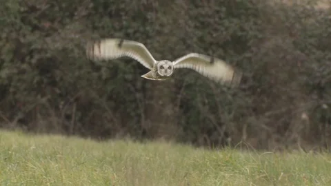 Short-eared owl flying Stock Footage 106392343