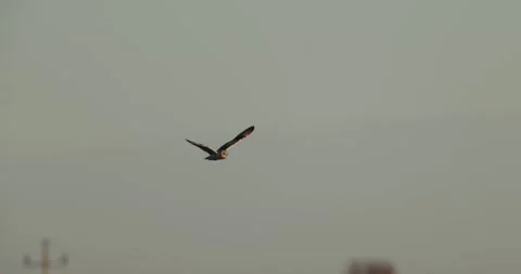 Short-eared Owl flying low over cultivated fields in the Po Valley Stock Footage 326358706