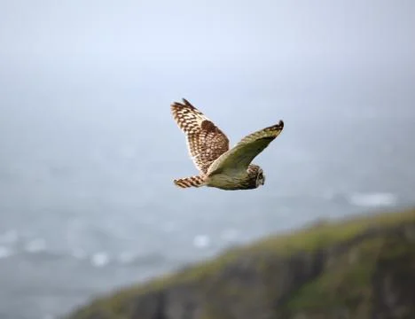 Short Eared Owl Flying Stock Photos