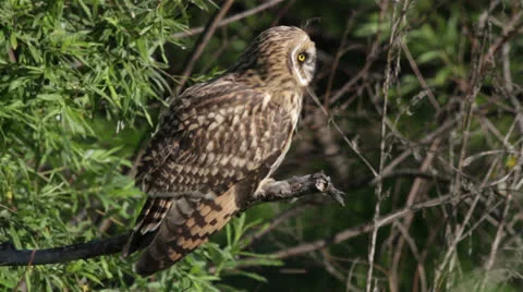 Short-eared owl Stock Footage 25596707