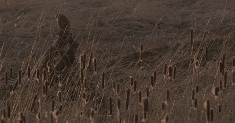 Short Eared Owl Video stock 101623222