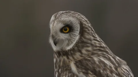 Short-eared owl Stock Footage 106392295