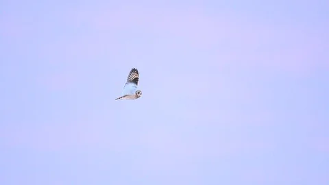 Short-eared Owl Stock Footage 118237561