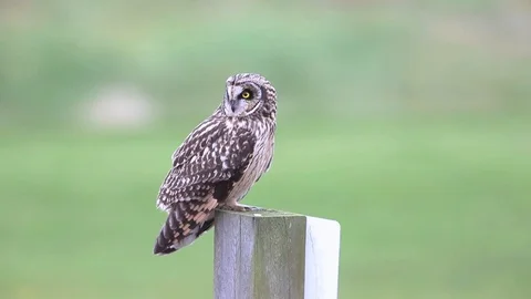Short eared owl Stock Footage 122039167