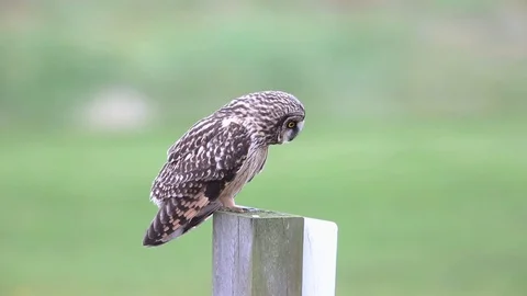 Short eared owl Stock Footage 122039180