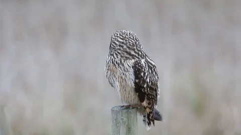 Short eared owl Stock Footage 122039316