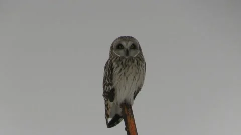 Short eared owl Stock Footage 149084975