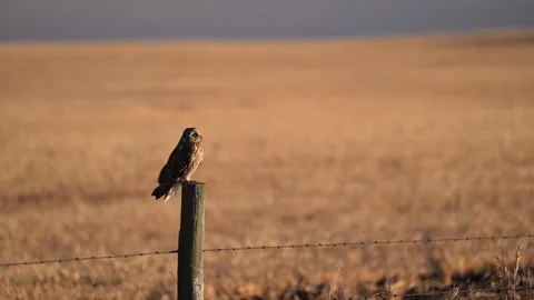 Short Eared Owl Stock Footage 328418393