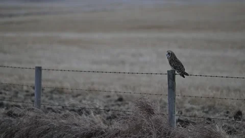 Short Eared Owl Видео 328419143