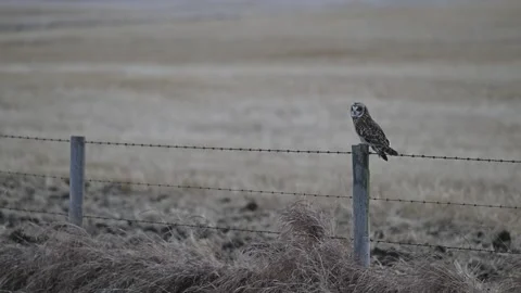 Short Eared Owl 스톡 동영상 328421273