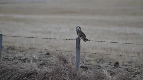 Short Eared Owl Видео 328421508