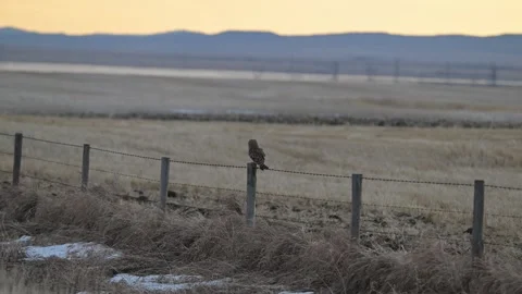 Short Eared Owl Stock Footage 328421639