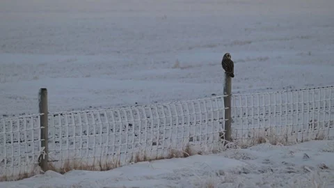Short Eared Owl Stock Footage 328423620