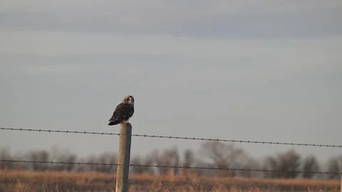 Short Eared Owl Stock Footage 328423809