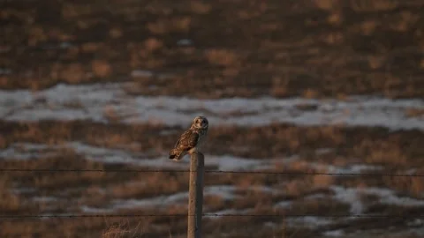 Short Eared Owl Stock Footage 328424144