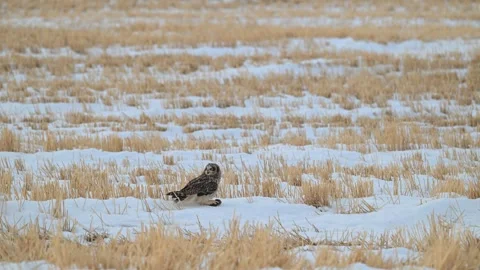 Short Eared Owl Видео 328424198