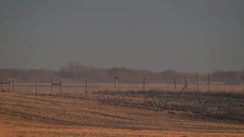 Short Eared Owl Stock Footage 328424320