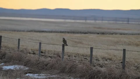 Short Eared Owl Stock Footage 337843656