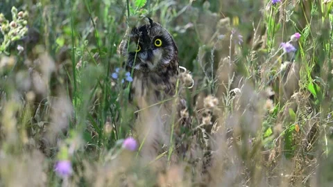 Short-Eared Owl Hiding in Grass and Watching Through the Vegetation 库存影片 341671638