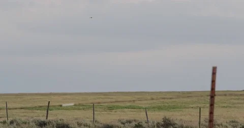 Short eared owl hovers and dives on grassland Stock Footage 83594668