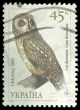 Short eared Owl Stock Illustration